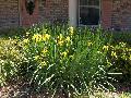 Yellow Flag Iris / Iris pseudacorus 